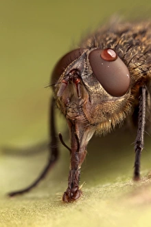 Drops Prints: Cluster Fly (Pollenia sp. ) adult