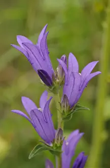 Chilterns Prints: Clustered Bellflower (Campanula glomerata) close-up of flowers