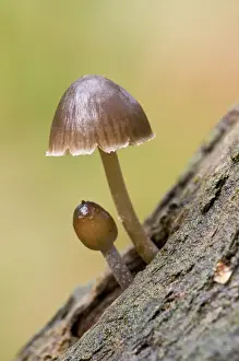 Clumber Prints: Clustered Bonnet (Mycena inclinata) fruiting bodies