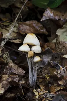 Body Prints: Clustered Toughshank (Collybia confluens) fruiting bodies