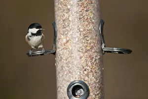 S Eed Prints: Coal Tit (Parus ater) adult, feeding on seeds at hanging birdfeeder