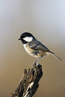 Coal Tit (Parus ater) adult, perched on branch, County Durham, England, november