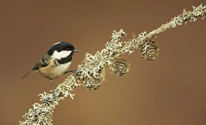 Coal Tit (Periparus ater) adult, perched on lichen covered twig, Cairngorms, Highlands, Scotland, January
