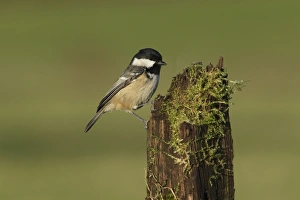 Parus Prints: Coal Tit (Periparus ater) adult, perched on mossy stump, West Yorkshire, England, December