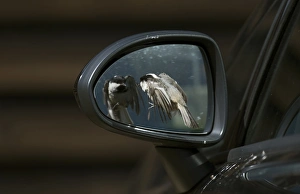 Cars Prints: Coal Tit (Periparus ater) adult