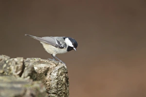 Parus Prints: Coal Tit (Periparus ater) adult
