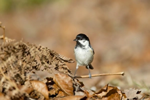 Coal Tit (Periparus ater) adult, foraging amongst leaf litter on forest floor, New Forest N. P