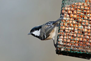 Coal Tit (Periparus ater) adult, feeding on peanuts at hanging birdfeeder, Norfolk, England, february