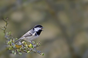 Singing Prints: Coal Tit (Periparus ater) adult