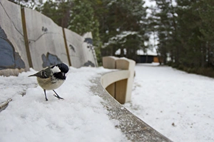 Coal Tit (Periparus ater) adult, standing on snow covered bench beside path in coniferous forest habitat, Loch Garten