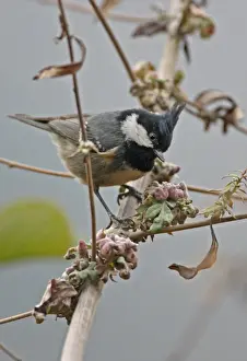 Parus Prints: Coal Tit (Periparus ater aemodius) Himalayan subspecies with well-developed crest