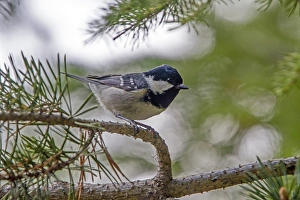 Needles Prints: Coal Tit in pine forest