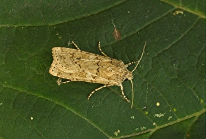 Dart Prints: Coast Dart (Euxoa cursoria) adult, resting on leaf, Norfolk, England, august
