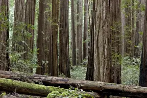 Coniferous Prints: Coast Redwood (Sequoia sempervirens) standing and fallen trunks in forest habitat