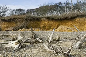 Erosion Prints: Coastal cliff erosion, dead trees on beach after falling over edge of crumbling cliffs