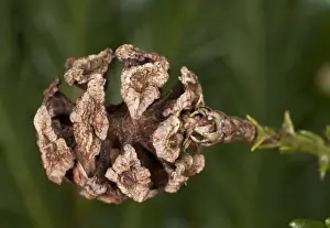 Coniferous Prints: Coastal Redwood (Sequoia sempervirens) close-up of female cone, in cultivation