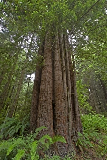 Californian Prints: Coastal Redwood (Sequoia sempervirens) trunk