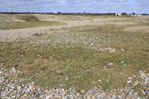Shingle Prints: Coastal vegetated shingle habitat, The Haven, Thorpeness, Suffolk, England, february