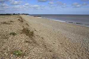 Shingle Prints: Coastal vegetated shingle, relict storm beach ridge and beach habitat