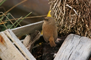 Falkland Prints: Cobb's Wren (Troglodytes cobbi) adult