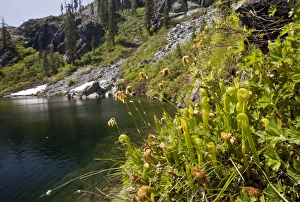 Californian Prints: Cobra Lily (Darlingtonia californica) flowering