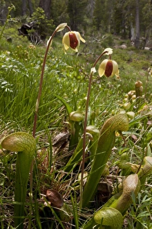 Cobra Lily (Darlingtonia californica) flowering, growing in boggy area, Mount Eddy, Klamath Mountains, California, july