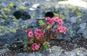 Succulents Prints: Cobweb Houseleek (Sempervivum arachnoideum) Gran Paradiso NP. Italy
