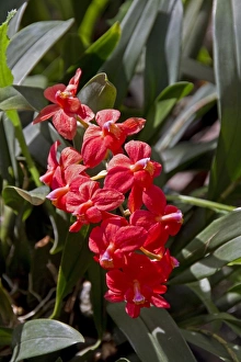 Peru Prints: cochlioda noezliana, orchid from Peru