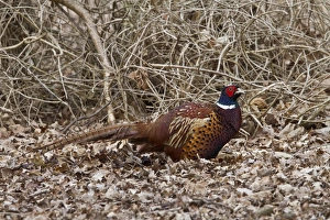 Game Prints: Cock Pheasant in autumn oak leaves