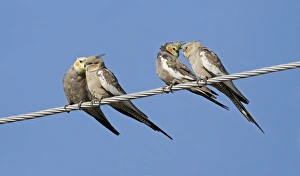 Parrot Prints: Cockatiel (Nymphicus hollandicus) two adult pairs
