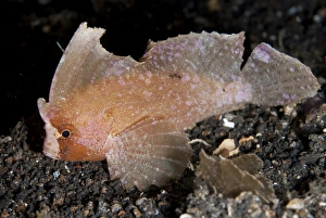Strait Prints: Cockatoo Leaffish (Ablabys taenianotus) adult