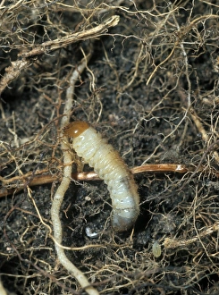 Cockchafer larva
