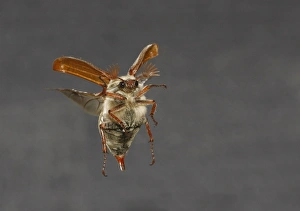 Cockchafer (Melolontha melolontha) adult male, in flight, Leicestershire, England, may (controlled)