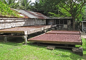 Cultivate Prints: Cocoa (Theobroma cacao) crop, beans in drying trays, Fond Doux Plantation, St