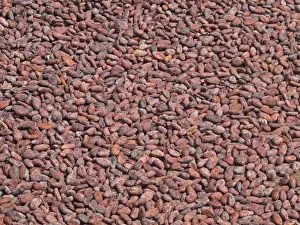 Cultivate Prints: Cocoa (Theobroma cacao) crop, close-up of beans in drying tray, Fond Doux Plantation, St