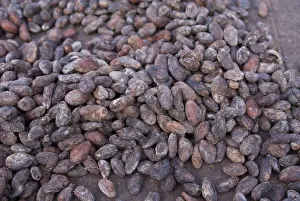 Lesser Antilles Prints: Cocoa (Theobroma cacao) crop, close-up of fermented beans drying naturally on plantation