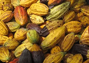 Lesser Antilles Prints: Cocoa (Theobroma cacao) crop, close-up of harvested pods, Fond Doux Plantation, St