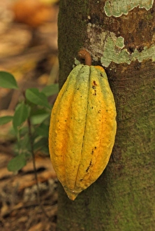 Lesser Antilles Prints: Cocoa (Theobroma cacao) crop, close-up of pod, growing on tree, Fond Doux Plantation, St