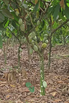 Agriculture Prints: Cocoa (Theobroma cacao) crop, pods growing on trees in plantation, Atewa, Ghana, February