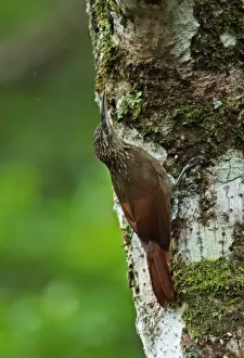 Furnariids Prints: Cocoa Woodcreeper (Xiphorhynchus susurrans nanus) adult