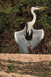 Spreading Prints: Cocoi Heron (Ardea cocoi) adult