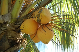Lesser Antilles Prints: Coconut Palm (Cocos nucifera) close-up of fruit on tree