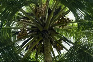 Canopy Prints: Coconut Palm (Cocos nucifera) looking up trunk to canopy with fruit