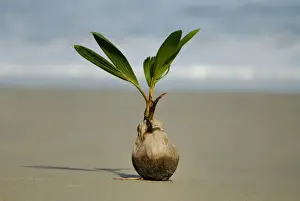 Growth Prints: Coconut Palm (Cocos nucifera) seedling sprouting on beach
