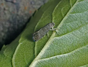 Aanimal Prints: Codlin Moth (Cydia pomonella) On underside of green leaf