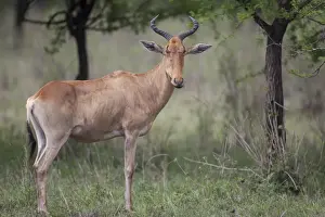 Cokes Hartebeest (Alcelaphus buselaphus cokii) adult, standing, Serengeti N. P. Tanzania, november