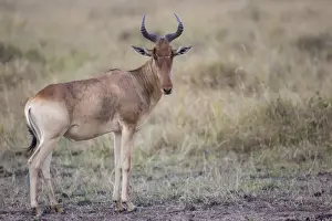 Cokes Hartebeest (Alcelaphus buselaphus cokii) adult male, standing in savannah, Masai Mara National Reserve, Kenya
