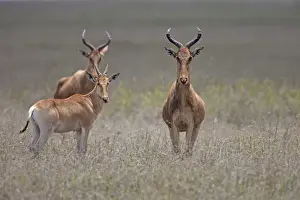 Serengeti Prints: Cokes Hartebeest (Alcelaphus buselaphus cokii) two adults with calf