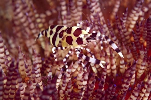 Decapod Prints: Coleman's Shrimp (Periclimenes colemani) adult