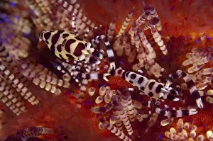 Maluku Prints: Coleman's Shrimp (Periclimenes colemani) adult pair